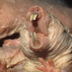Image for article titled 10 Reasons Naked Mole Rats Will Inherit the Earth